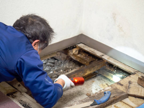 Crawl Space Mold Removal in Wesley Chapel, FL