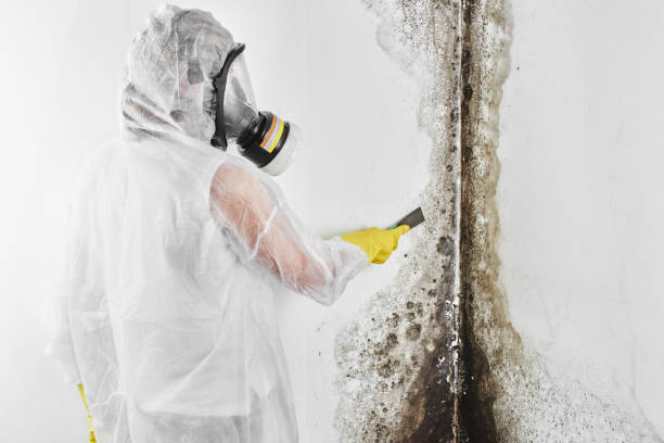 Best Black Mold Removal  in Wesley Chapel, FL