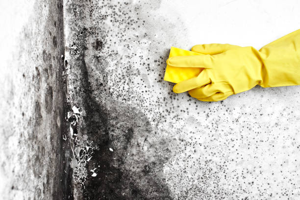 Best Mold Damage Repair  in Wesley Chapel, FL