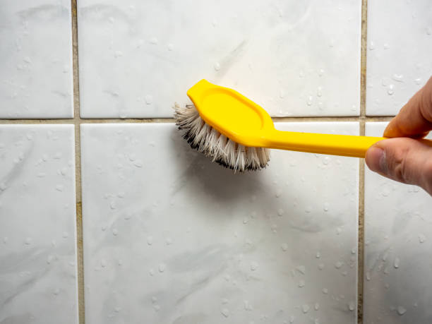Best Affordable Mold Removal  in Wesley Chapel, FL