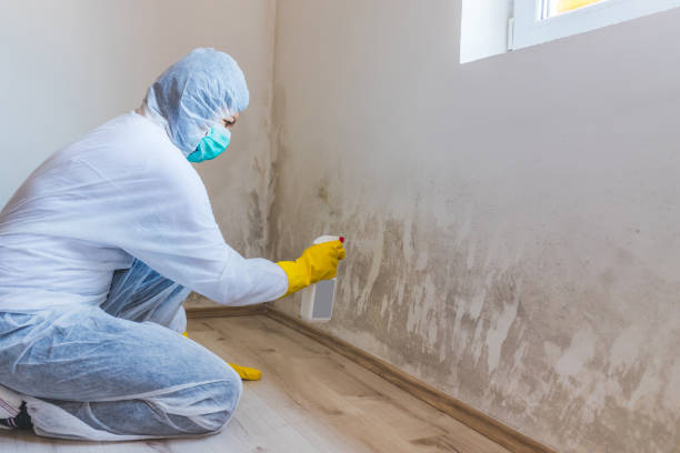 Best Commercial Mold Removal  in Wesley Chapel, FL