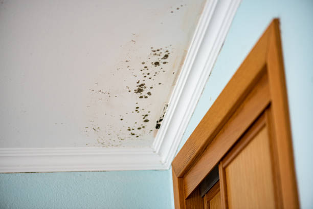 Wesley Chapel, FL Mold Removal Company