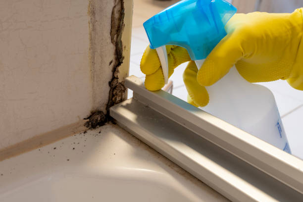 Best Emergency Mold Removal  in Wesley Chapel, FL