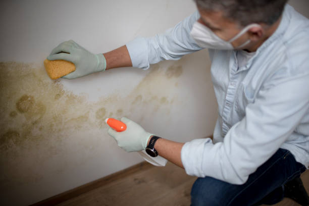 Best Home Mold Removal  in Wesley Chapel, FL