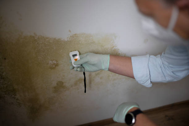 Best Mold Testing  in Wesley Chapel, FL