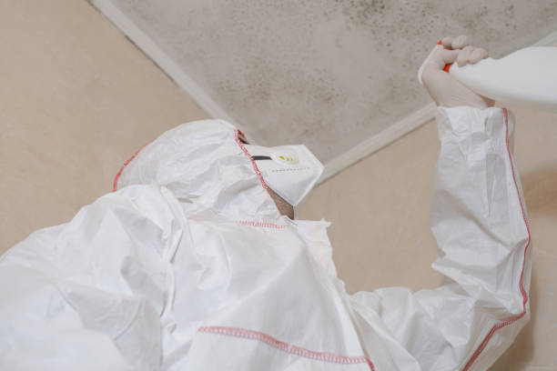 Best Residential Mold Removal  in Wesley Chapel, FL